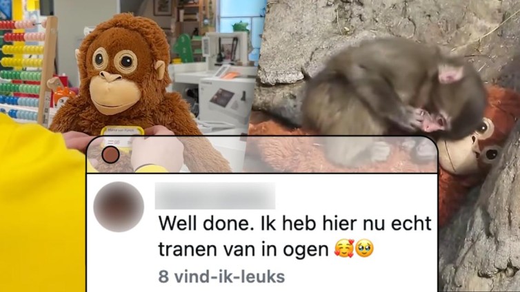 Ikea geeft knuffel van verstoten aapje Punch welverdiende waardering: 'Hoe lief'
